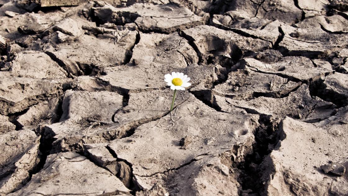 Gänseblume in trockener Erde