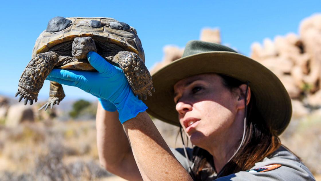 Joshua Tree National Park: "Ranger looking at tortoise"
