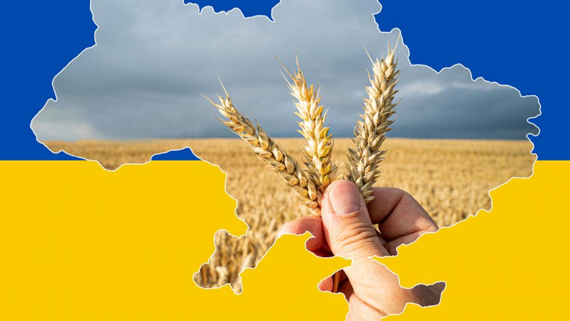 IMAGO / Countrypixel Weizenfeld vor ukrainischer Flagge (IMAGO / Countrypixel)