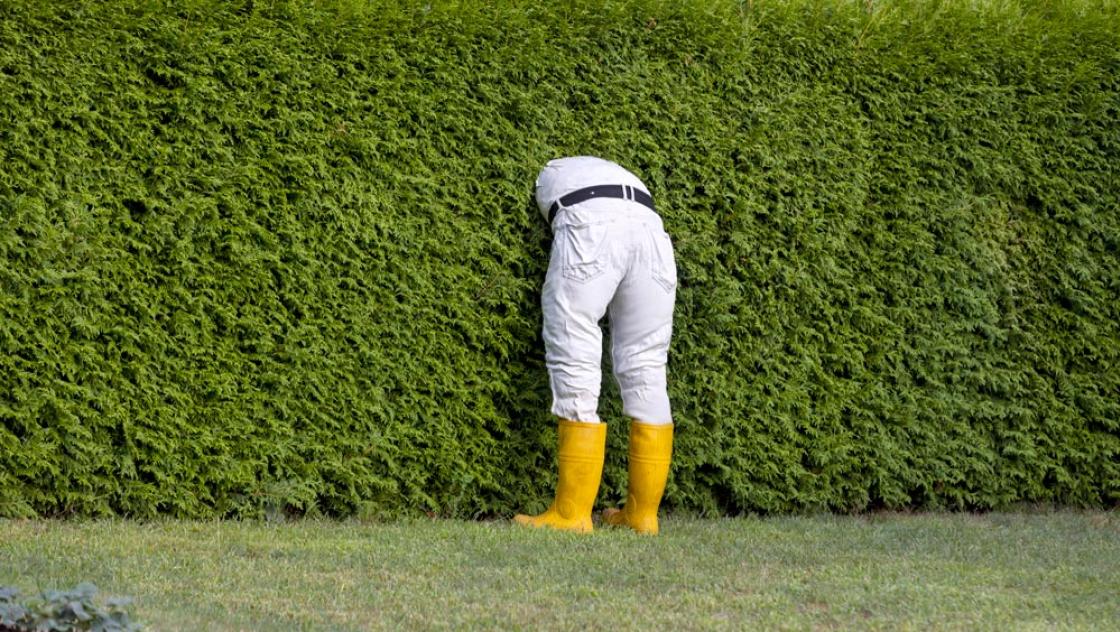 Symbolbild: Ein Mann mit gelben Gummistiefeln und weißer Arbeitshose steckt den Oberkörper in eine grünen Hecke (IMAGO / C3 Pictures) Symbolbild: Ein Mann mit gelben Gummistiefeln und weißer Arbeitshose steckt den Oberkörper in eine grünen Hecke (IMAGO / C3 Pictures)