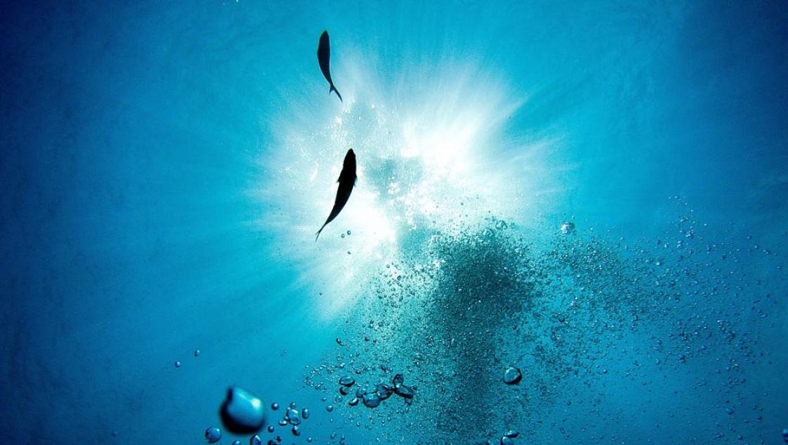 Am 17. Januar 2026 tritt das UN-Hochseeschutzabkommen in Kraft. Die marine Artenvielfalt ist durch Überfischung, Übernutzung und Versauerung der Ozeane bedroht und die Küstengewässer sind mit Chemikalien, Kunststoffen und Müll verschmutzt. (Max Gotts via unsplash)