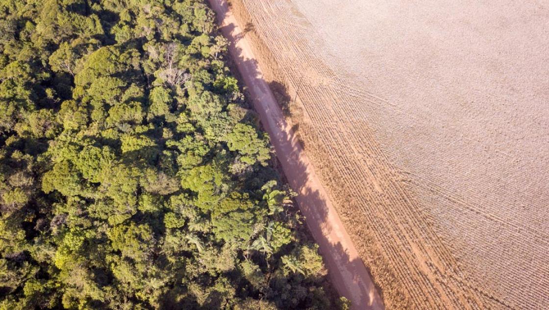 Luftaufnahme des Amazonas. Die Rodung des Regenwaldes wird maßgeblich durch industrielle Landwirtschaft vorangetrieben. (IMAGO / Pond5 Images)