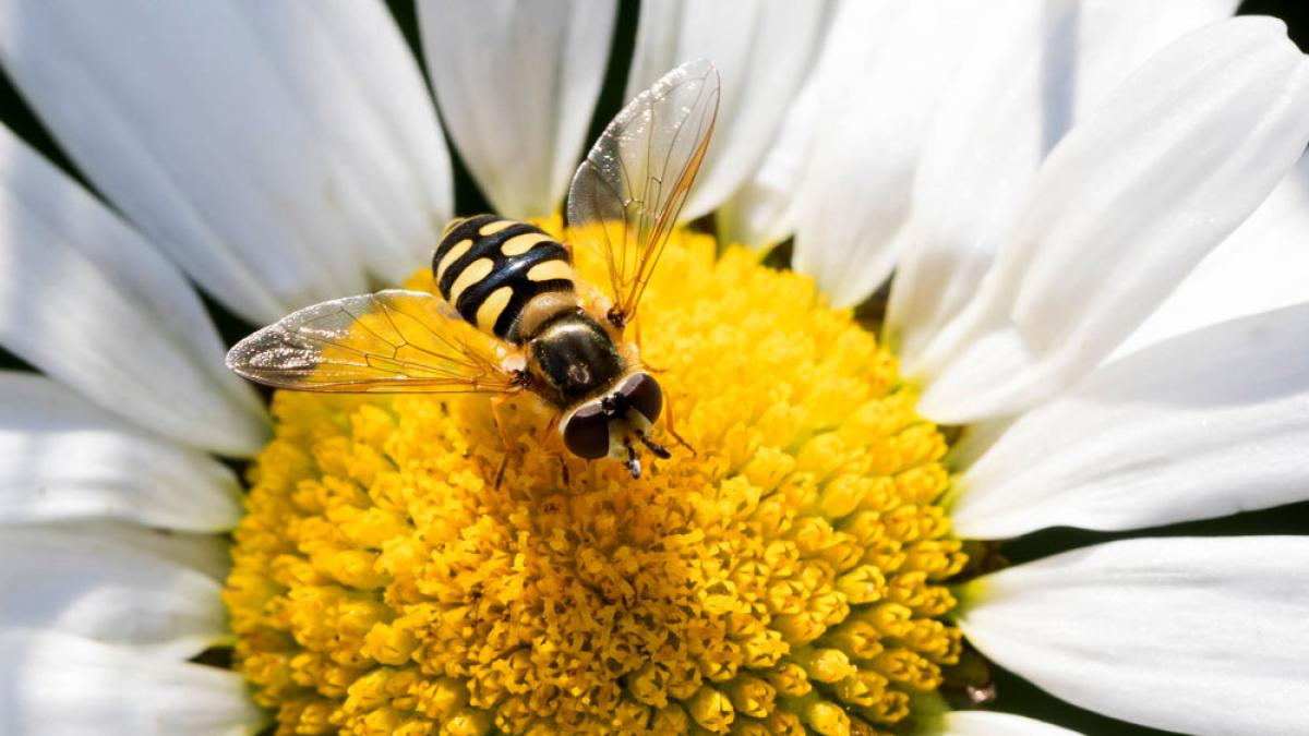 Schwebfliegen sind wichtige Bestäuber von Obstbäumen und Gemüsepflanzen. Zwei Drittel ihrer Arten in Europa sind vom Aussterben bedroht. (IMAGO / blickwinkel)