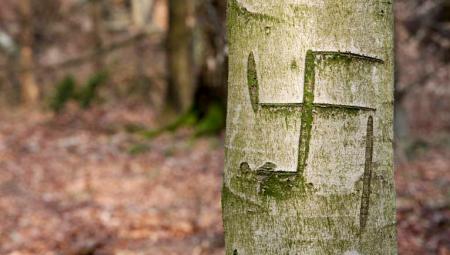 Geritztes Hakenkreuz in Baumrinde