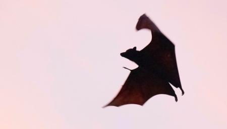 Eine fliegende Fledermaus