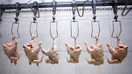 Geschlachtete Hühnchen hängen im Schlachthaus