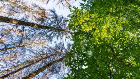 Abgestorbene Fichtenbäume, Baumsterben, durch den Borkenkäfer, intakte Laubbäume, im Nationalpark Eifel, bei Nideggen, Rureifel, NRW, Deutschland, Waldsterben