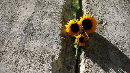Sonnenblumen stecken in einem Mauersegment anlässlich des 63. Jahrestages des Baus der Berliner Mauer, Mauergedenkstätte am Griebnitzsee in Potsdam, 13.8.2024 (IMAGO / Martin Müller)