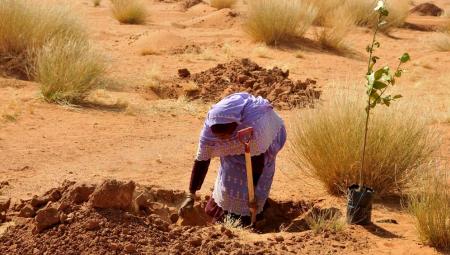Eine Frau pflanzt einen Baum am Stadtrand von Khartoum, Sudan, 12.1.2017 (Mohamed Babiker / IMAGO / Xinhua)