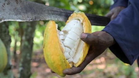Ghana ist der weltweit zweitgrößte Kakaoproduzent. Doch Extremwetter und Schädlingsbefall setzen den Plantagen zu. Foto aus Suhum, Ghana, 11.1.2024 (IMAGO / Joerg Boethling)