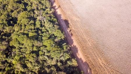 Luftaufnahme des Amazonas. Die Rodung des Regenwaldes wird maßgeblich durch industrielle Landwirtschaft vorangetrieben. (IMAGO / Pond5 Images)