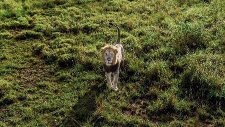 In Afrika werden die höchsten Generäle des Landes gern als »Löwen« bezeichnet. Ugandas mächtiger Armeechef Muhoozi Kainerugaba, ältester Sohn von Präsident Yoweri Museveni, gilt als möglicher Nachfolger seines 81-jährigen Vaters. (IMAGO / Anadolu Agency)