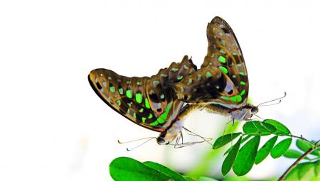 Schmetterling
