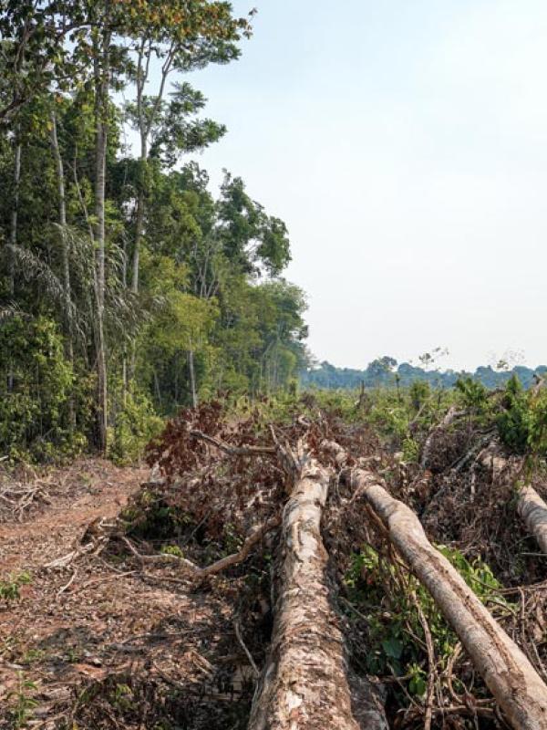 Abholzung im Amazonas in Brasilien (IMAGO / Pond5 Images)
