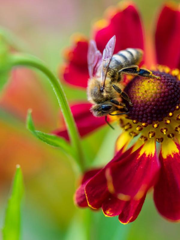 In Deutschland leben über 500 verschiedene Wildbienen- und Hummelarten. Fast jede zweite ist in ihrem Bestand gefährdet (IMAGO / Margit Wild)