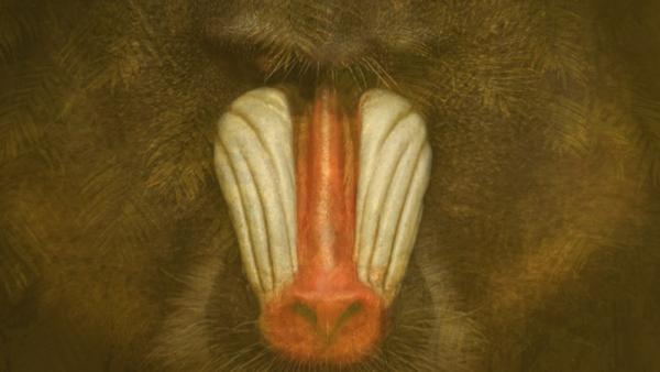 die_freundliche_spinne / photocase.de