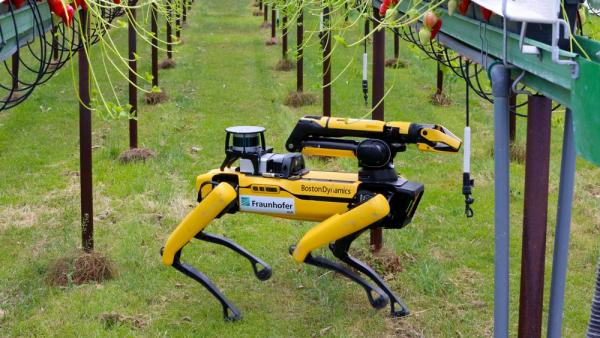 Ein Ernteroboter für Erdbeeren wird in der Nähe von Rostock getestet, 26.5.2023 (IMAGO / BildFunkMV)