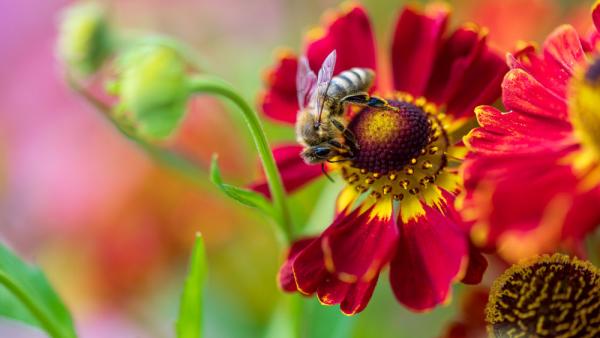 In Deutschland leben über 500 verschiedene Wildbienen- und Hummelarten. Fast jede zweite ist in ihrem Bestand gefährdet (IMAGO / Margit Wild)