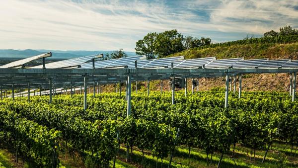 In den nächsten 10 bis 20 Jahren müssen pragmatische Maßnahmen und politische Interventionen im Rahmen der ökologischen Modernisierung vorangetrieben werden. Hier zu sehen: Eine Agri-Photovoltaik-Anlage in Kaiserstuhl (IMAGO / Zoonar) 