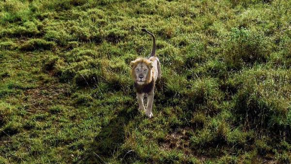 In Afrika werden die höchsten Generäle des Landes gern als »Löwen« bezeichnet. Ugandas mächtiger Armeechef Muhoozi Kainerugaba, ältester Sohn von Präsident Yoweri Museveni, gilt als möglicher Nachfolger seines 81-jährigen Vaters. (IMAGO / Anadolu Agency)