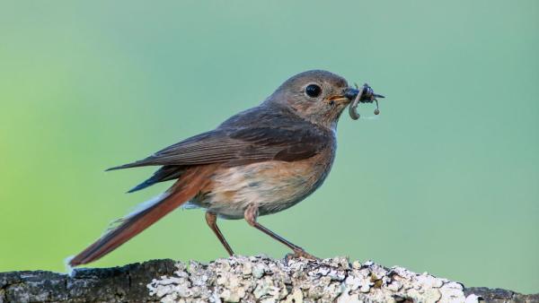 Ein Gartenrotschwanz. Nadelbaumforste, der Rückgang von Streuobstwiesen und Pesitizideinsatz machen ihm das Leben schwer. (IMAGO / CHROMORANGE)