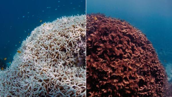 Vorher-Nachher-Bild der Korallenbleiche im Great Barrier Reef 2016 (Richard Vevers / The Ocean Agency)